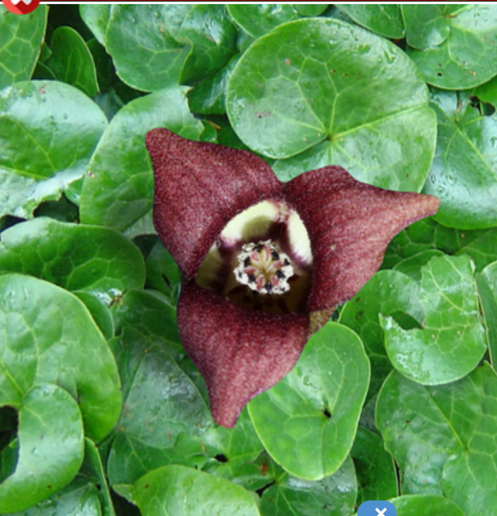 اسارون :گنجینه پنهان طب سنتی