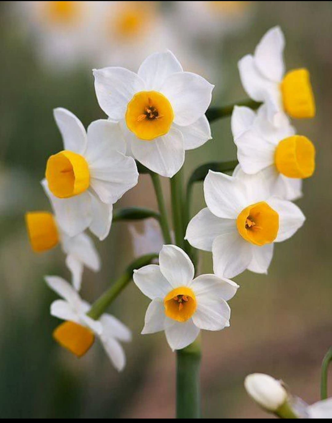 رایحه ای برای زدودن غم از دل