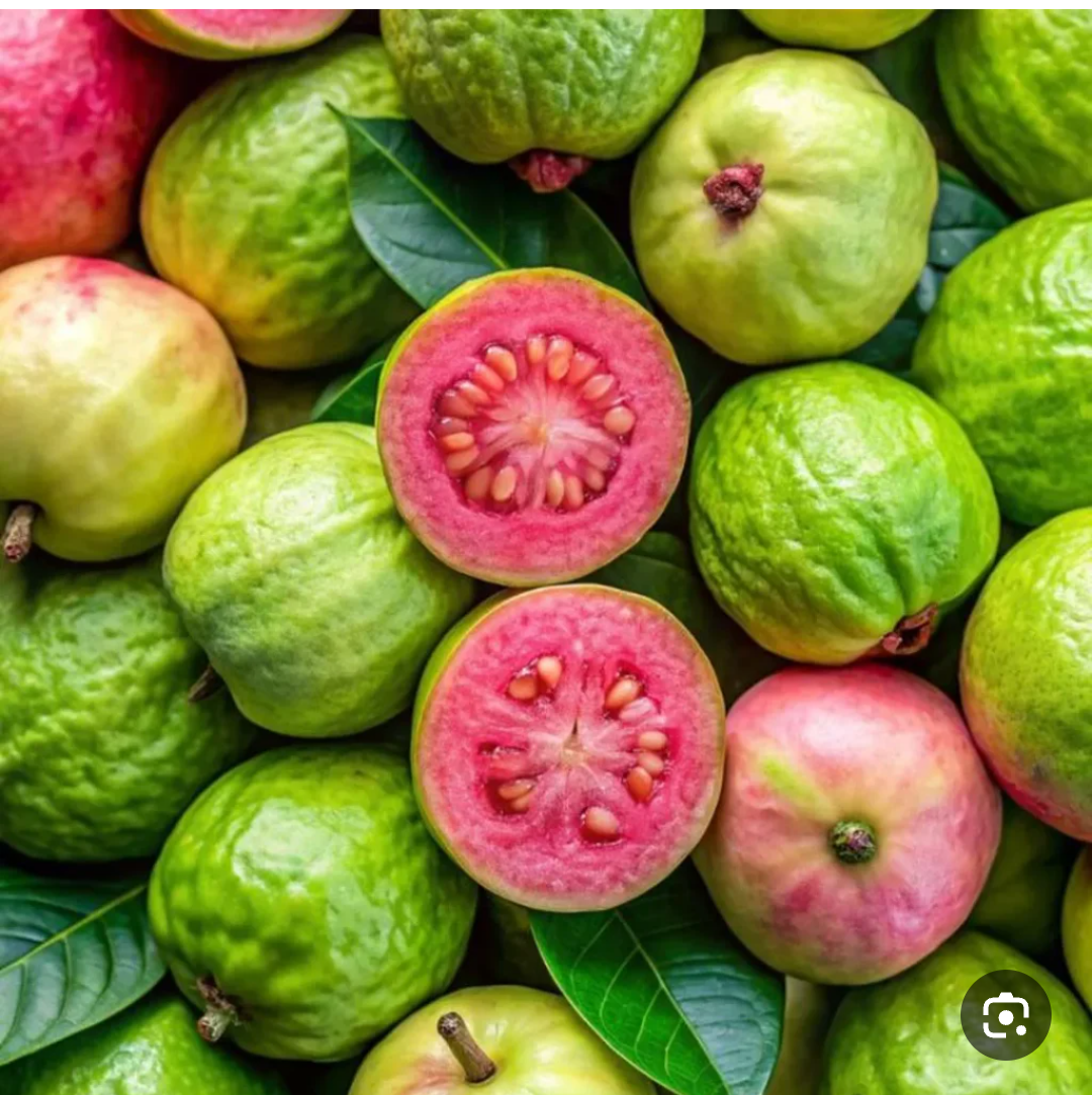 گواوا:میوه گرمسیری استثنایی