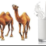 خواص شیر شتر