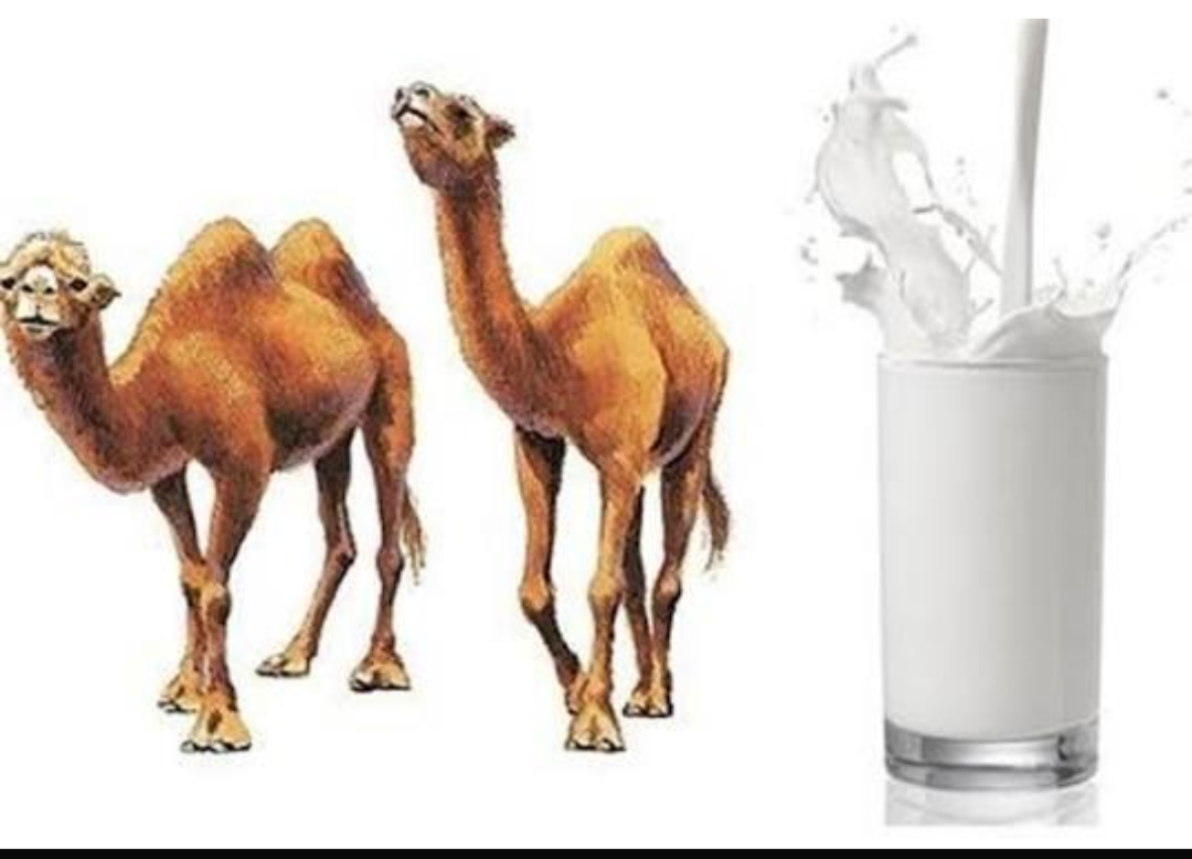 خواص شیر شتر