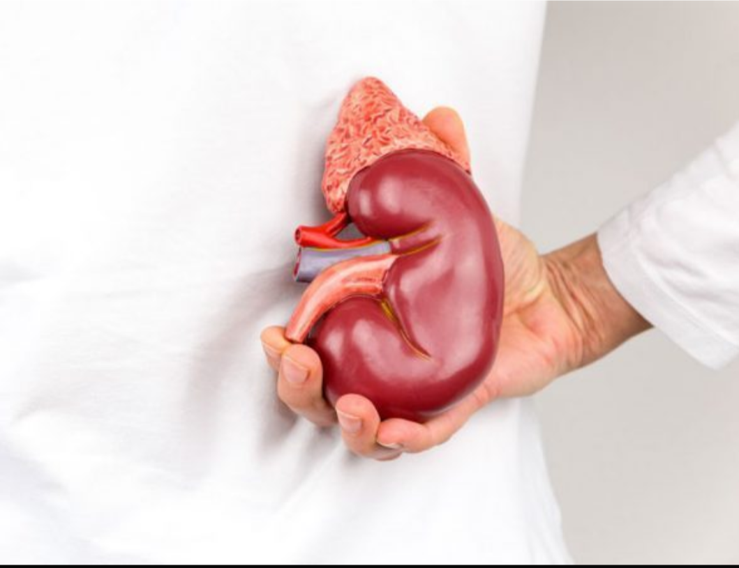 گوش :آینه سلامت کلیه ها